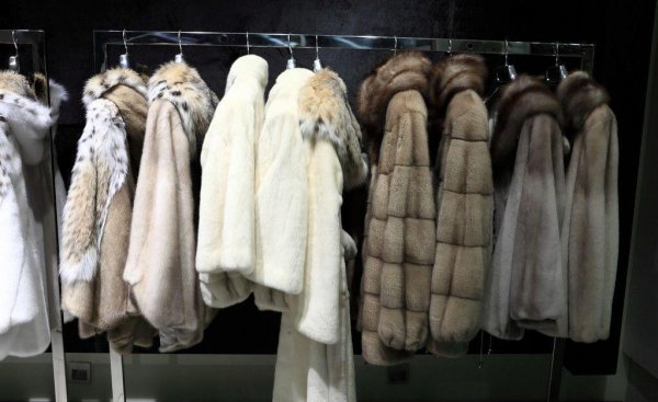 选择貂和羽绒服哪个更暖和