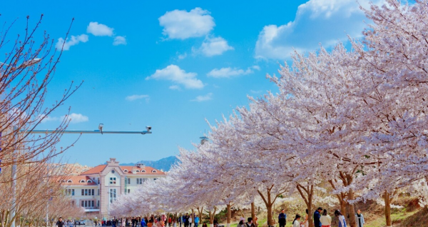 中国海洋大学是985吗