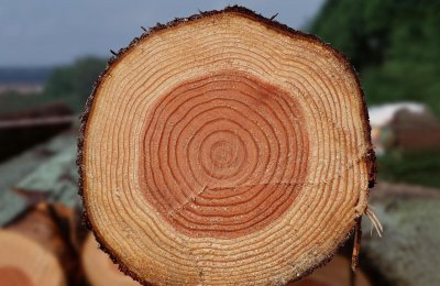 树轮较密和稀的方向是什么 树轮较密指的是哪个方向