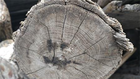 树轮较密和稀的方向是什么