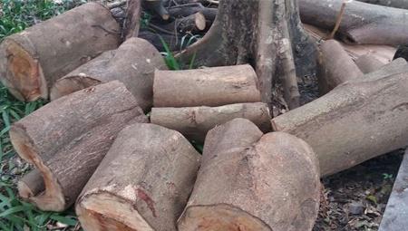 树轮较密和稀的方向是什么