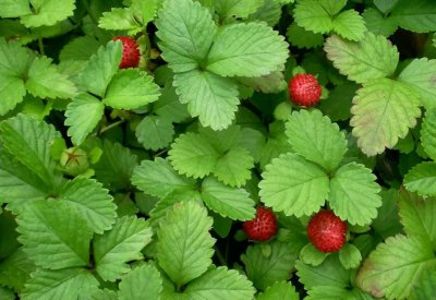 蛇最怕什么植物和花草 夏天庭院里种什么防蛇最佳