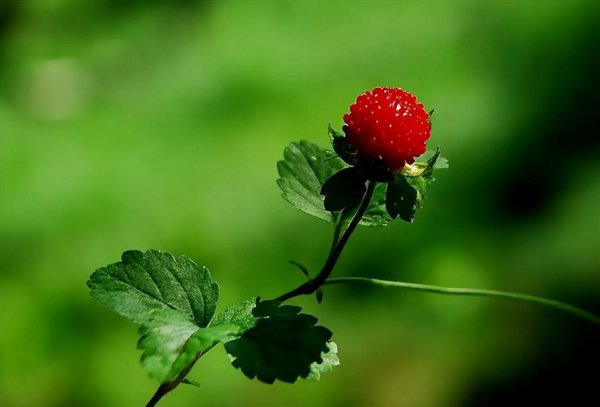 蛇最怕什么植物和花草