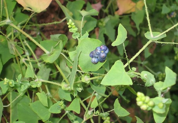 蛇最怕什么植物和花草