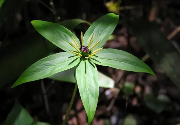 蛇最怕什么植物和花草