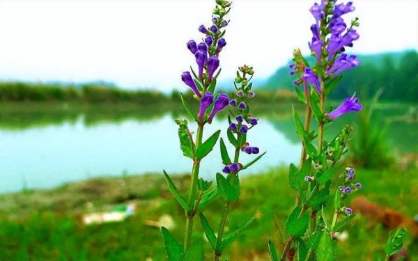 蛇最怕什么植物和花草