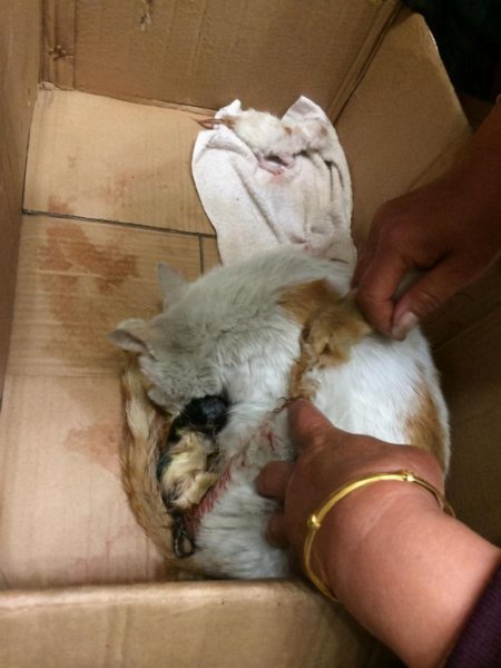 母猫吃掉小猫预示着什么