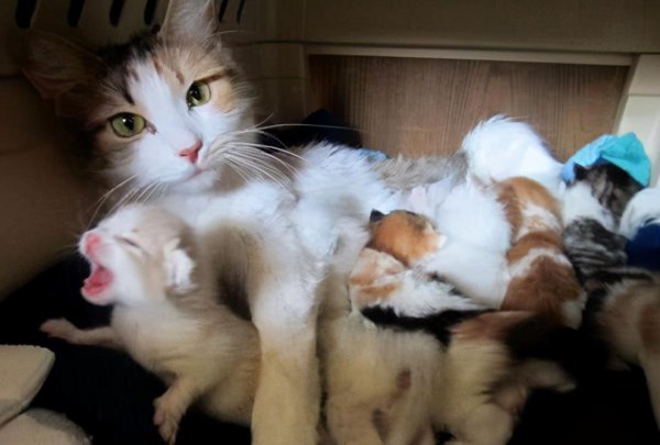 母猫吃掉小猫预示着什么