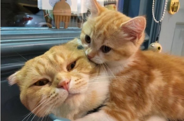 母猫吃掉小猫预示着什么