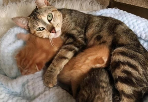 母猫吃掉小猫预示着什么