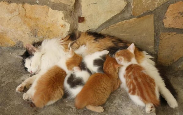 母猫吃掉小猫预示着什么