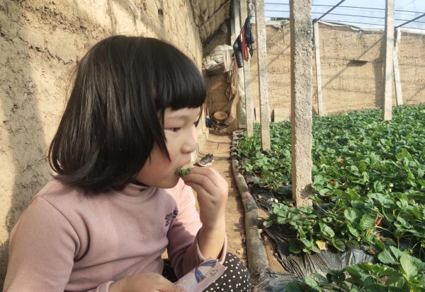 立春三候分别是哪三候