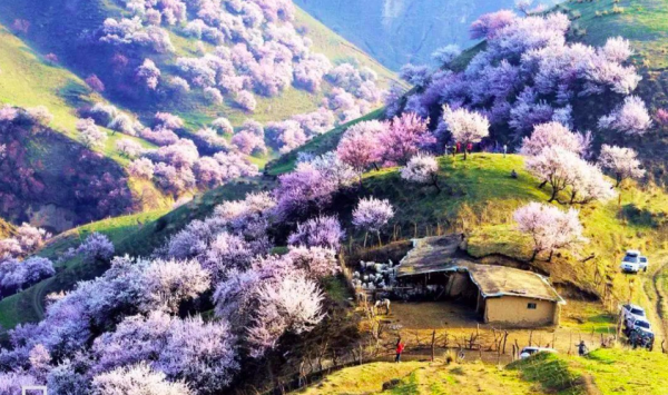 去新疆旅游的最佳时间是几月份