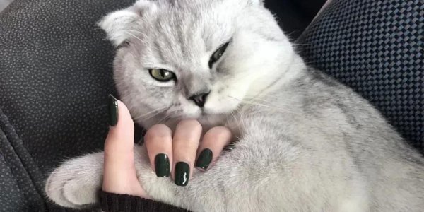 黄皮显手白的美甲颜色