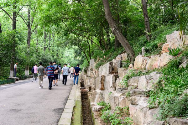 紫金山高度多少米