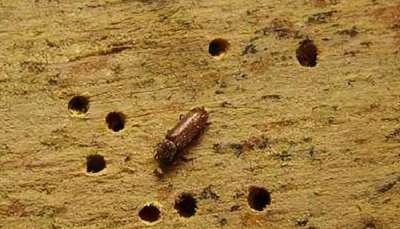 家里小蠹虫怎么根除 怎么彻底消灭房间内的皮蠹虫