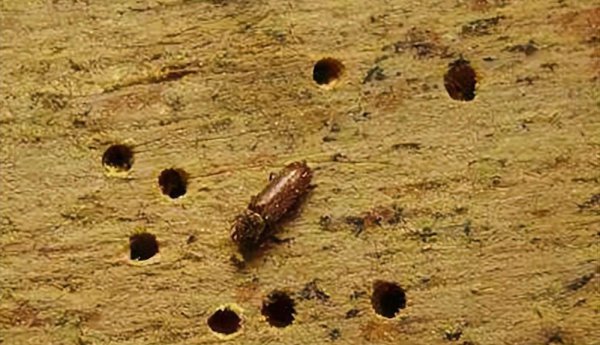 家里小蠹虫怎么根除