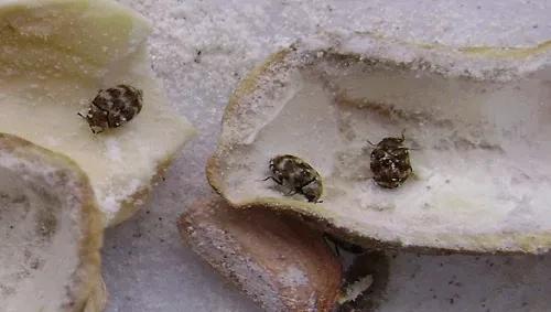 家里小蠹虫怎么根除