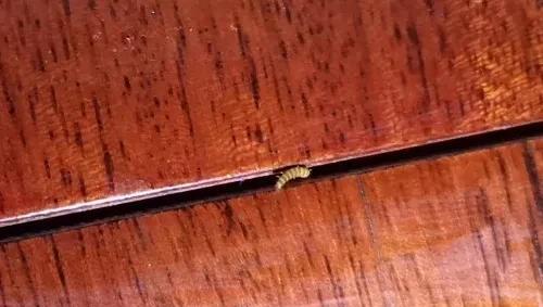 家里小蠹虫怎么根除