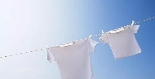 家里小蠹虫怎么根除