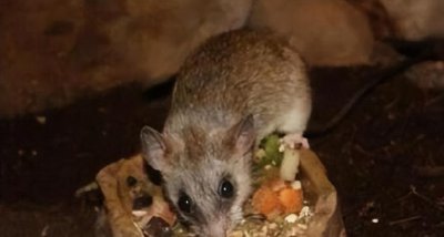 怎么避免老鼠上你床上 怎样才能让老鼠远离你的床