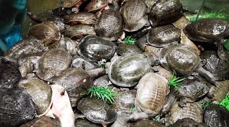 养10000甲鱼一年能挣多少钱