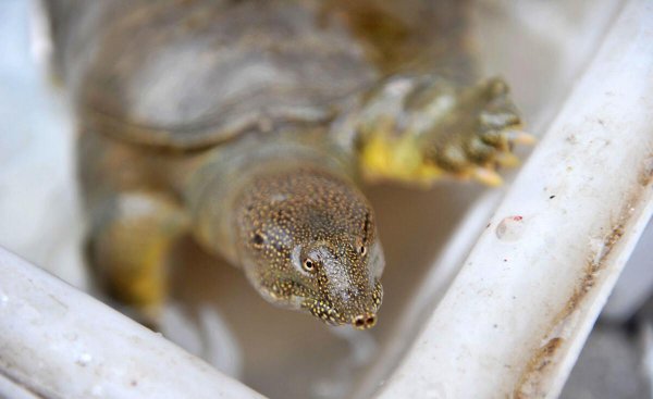 养10000甲鱼一年能挣多少钱