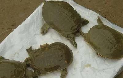 养10000甲鱼一年能挣多少钱