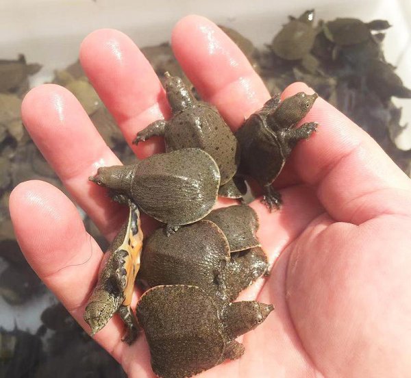 养10000甲鱼一年能挣多少钱