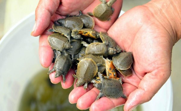 养10000甲鱼一年能挣多少钱