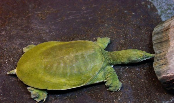 养10000甲鱼一年能挣多少钱