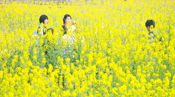 西南大学位置在什么地方