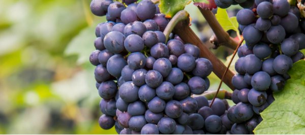 芜湖特产有哪些