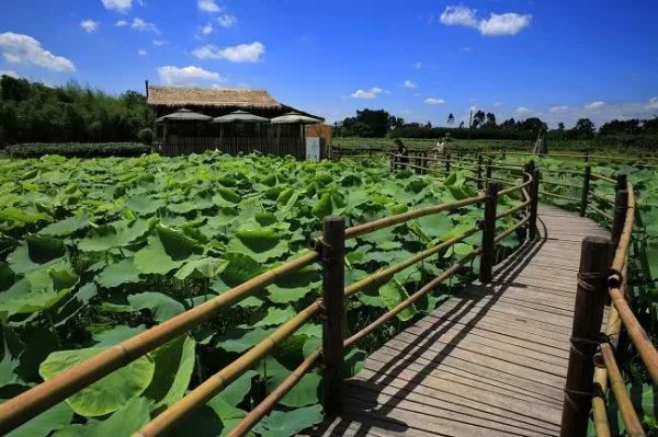 蒲江是哪个省的哪个市