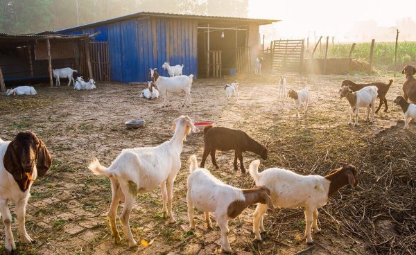 圈养100只羊一年的利润是多少