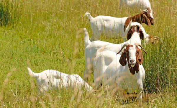 圈养100只羊一年的利润是多少