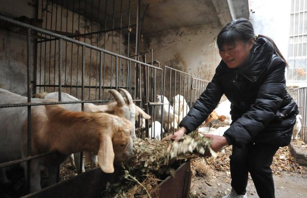 圈养100只羊一年的利润是多少