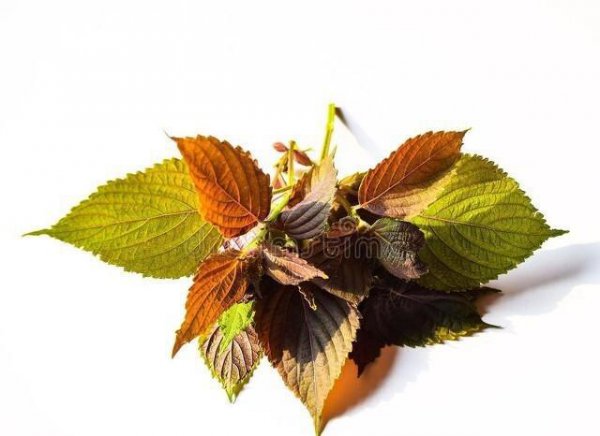 现在种植什么药材挣钱