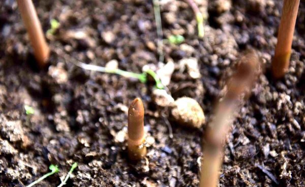 现在种植什么药材挣钱