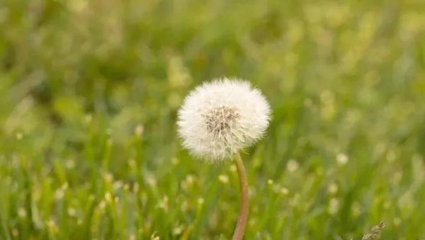 现在种植什么药材挣钱