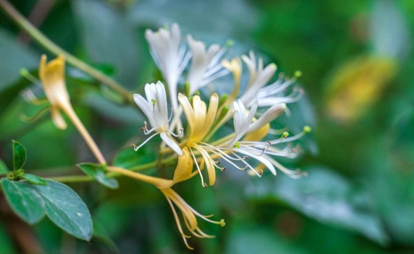 现在种植什么药材挣钱