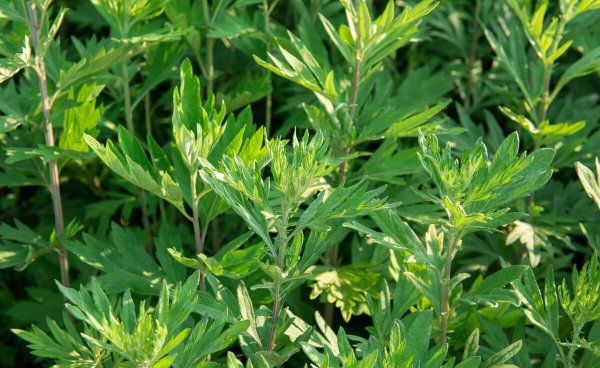 现在种植什么药材挣钱