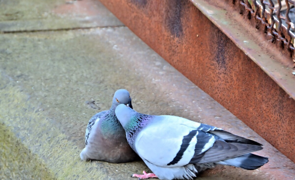 鸽子养多久才不怕飞走