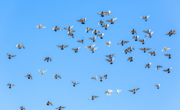 鸽子养多久才不怕飞走
