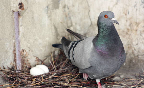 鸽子养多久才不怕飞走