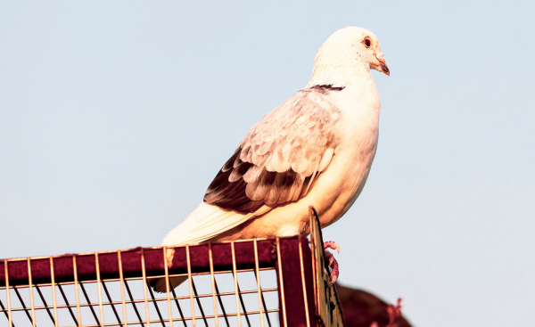 鸽子养多久才不怕飞走