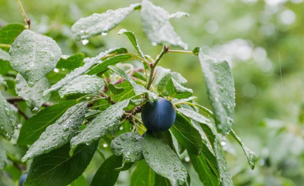 梅雨季节是几月份