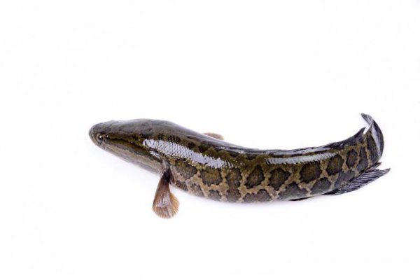 烤鱼什么鱼好吃