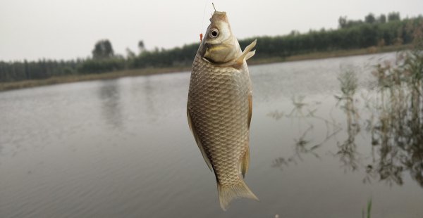 钓鱼子线多长合适