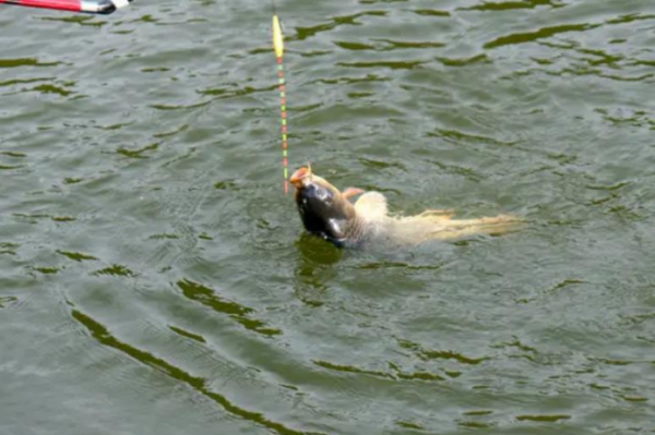 什么样的天气适合钓鱼